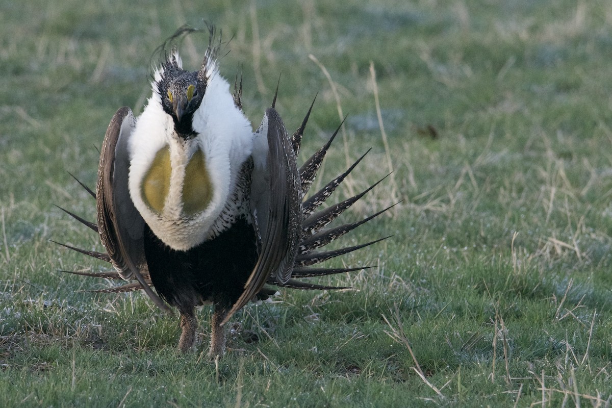 Greater Sage-Grouse - ML617753788
