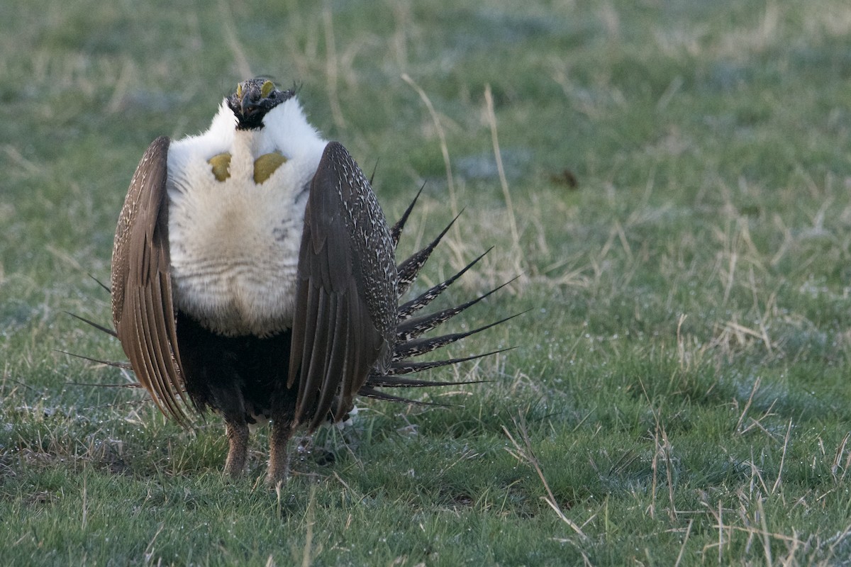 Greater Sage-Grouse - ML617753790