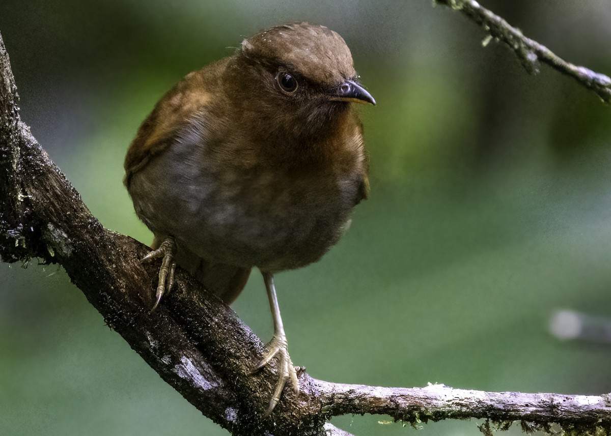 Rufous-brown Solitaire - ML617753841