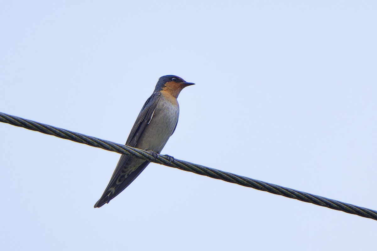 Pacific Swallow - ML617753891