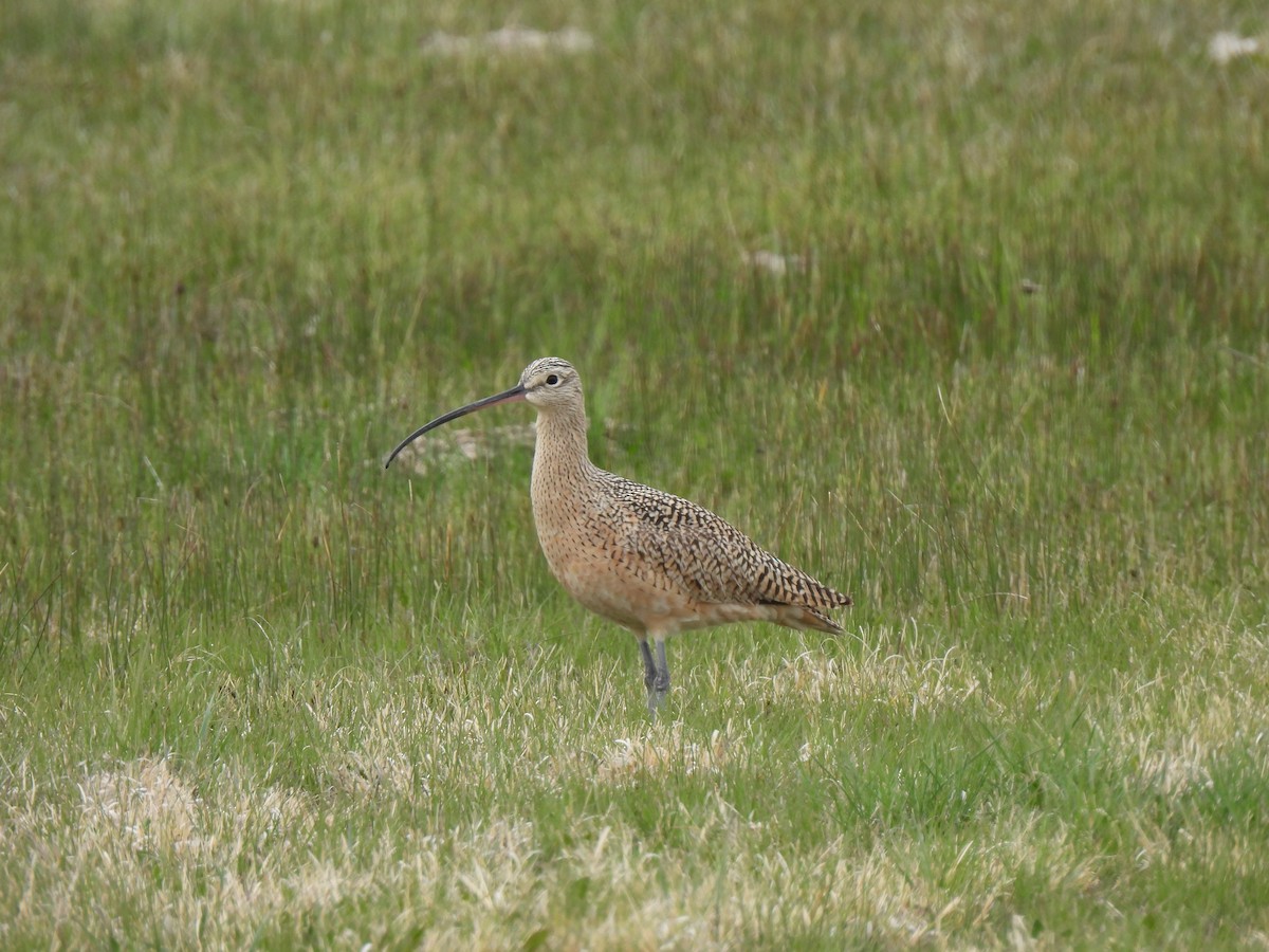 Long-billed Curlew - ML617754018