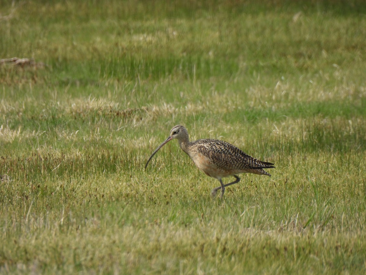 Long-billed Curlew - ML617754042