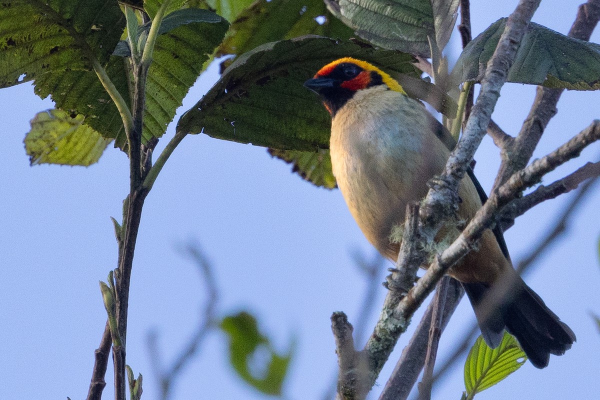 Flame-faced Tanager - Beatrix Pond