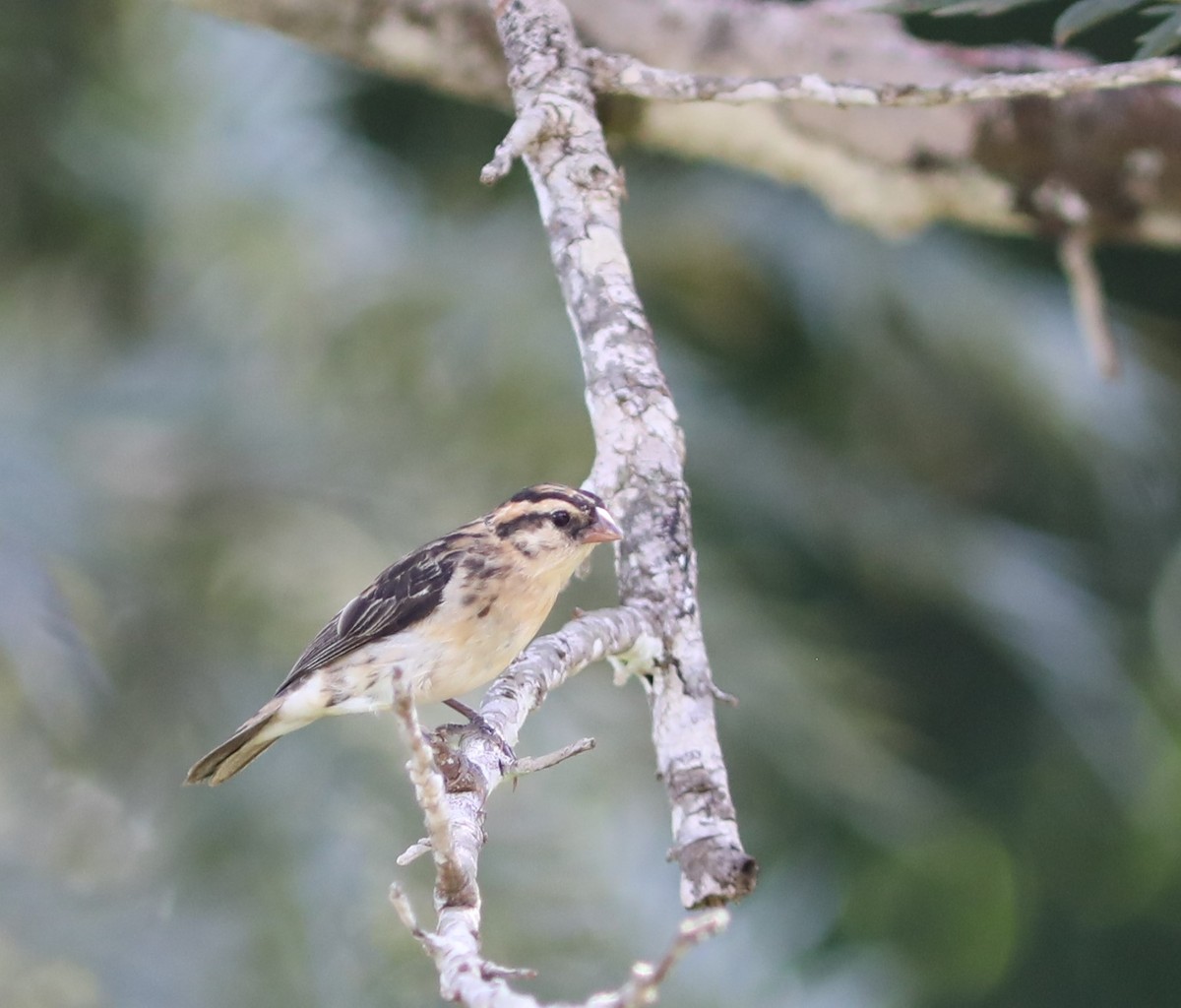 Pin-tailed Whydah - ML617754166