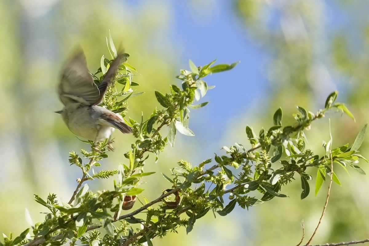 Lucy's Warbler - ML617754172