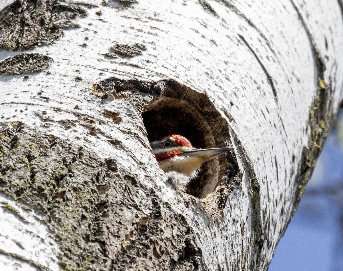 Pileated Woodpecker - ML617754183