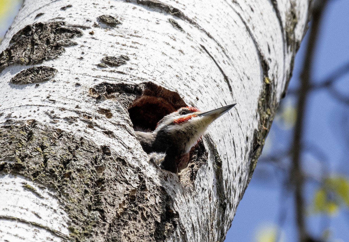 Pileated Woodpecker - ML617754188