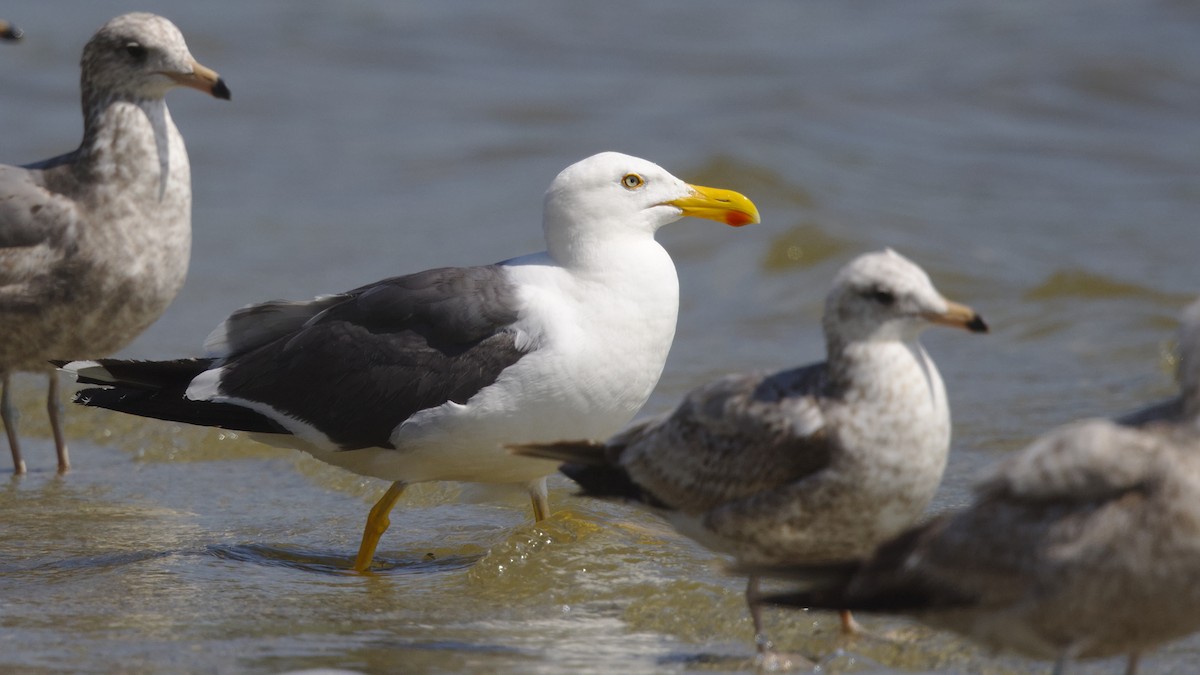 Yellow-footed Gull - ML617754206