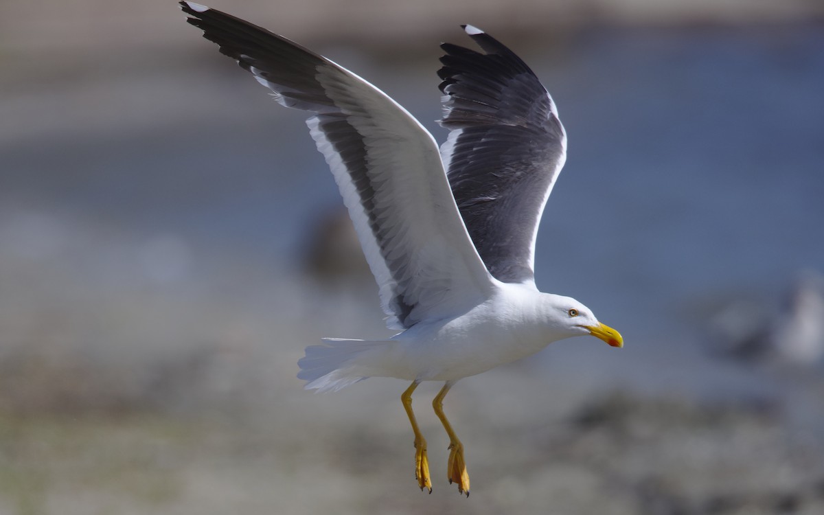 Yellow-footed Gull - ML617754208