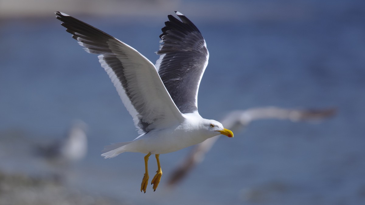 Yellow-footed Gull - ML617754209