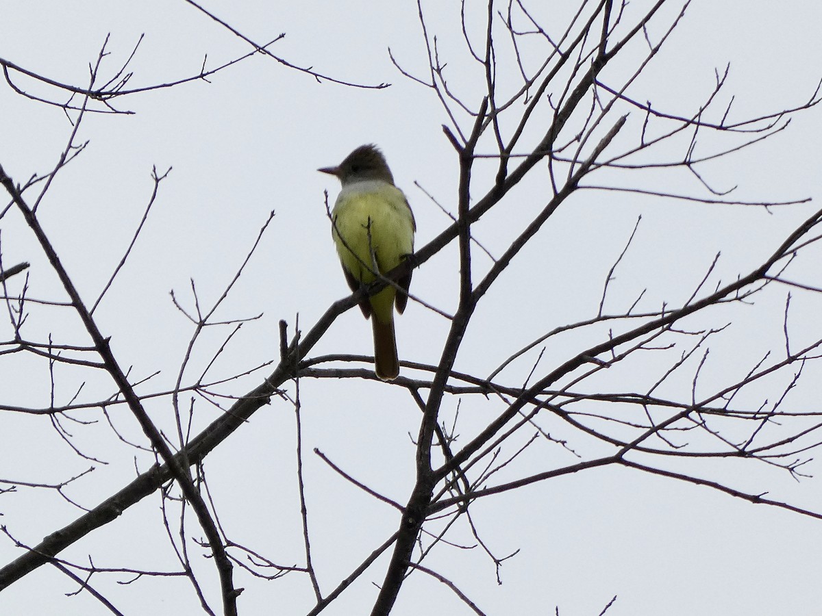 Great Crested Flycatcher - ML617754214