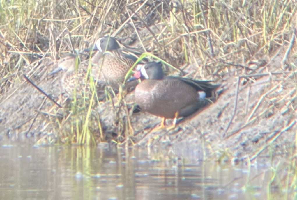 Blue-winged Teal - ML617754277