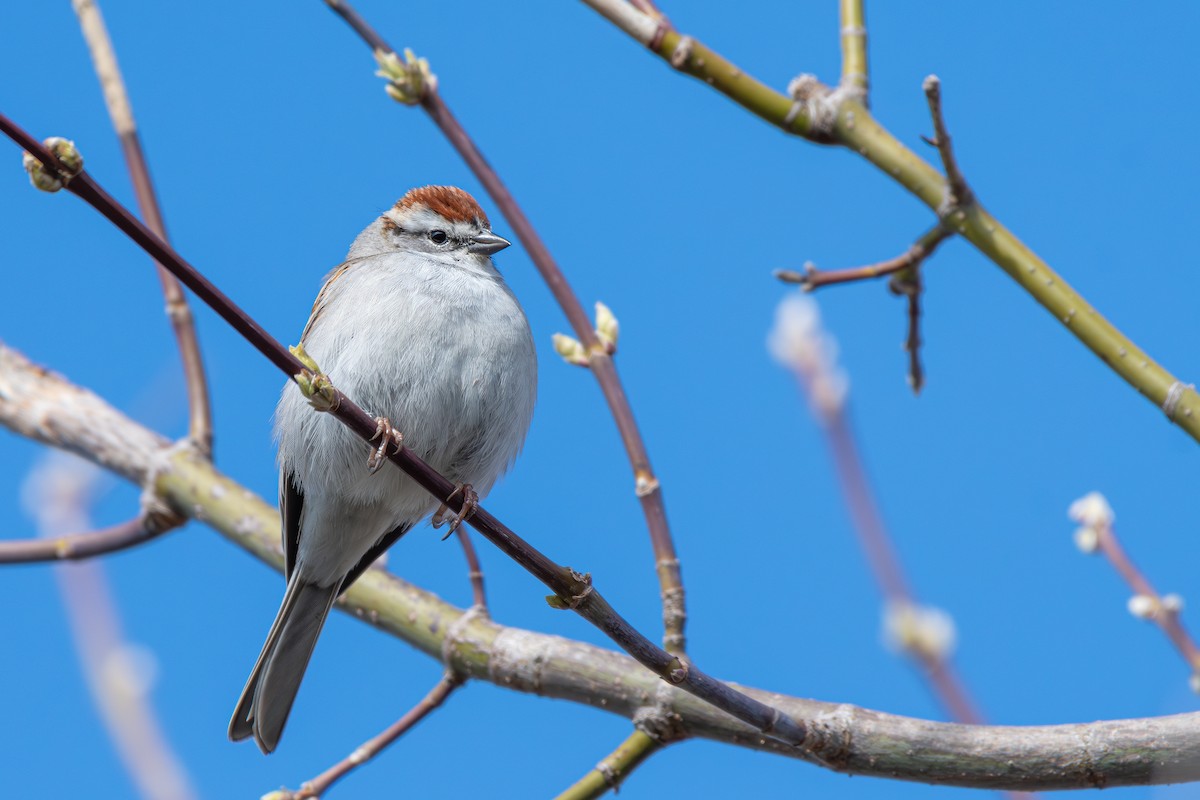 Chipping Sparrow - ML617754280