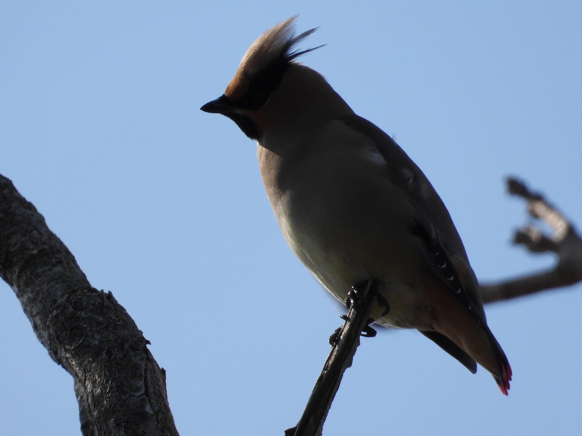 Japanese Waxwing - ML617754289