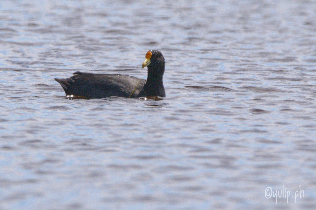 White-winged Coot - ML617754318