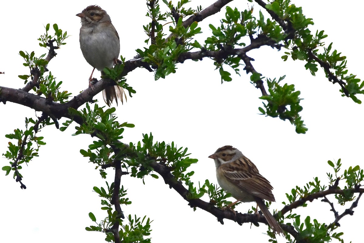 Clay-colored Sparrow - ML617754337