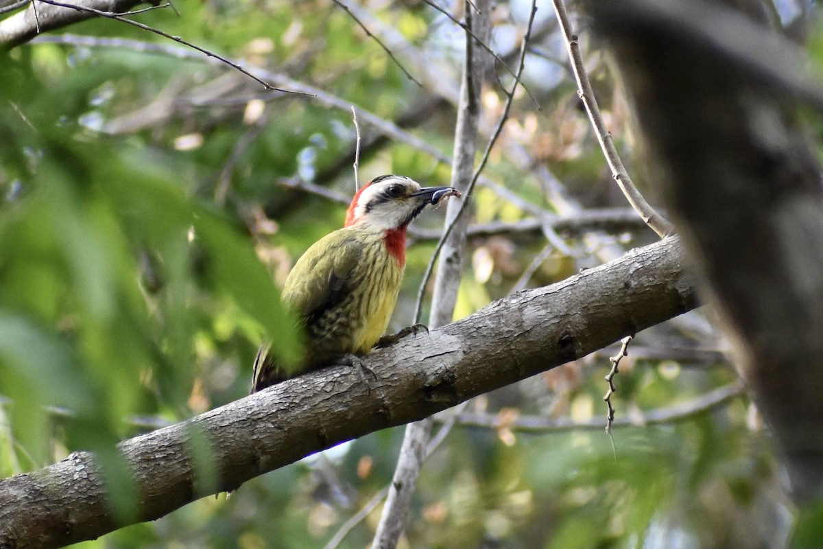 Cuban Green Woodpecker - ML617754341