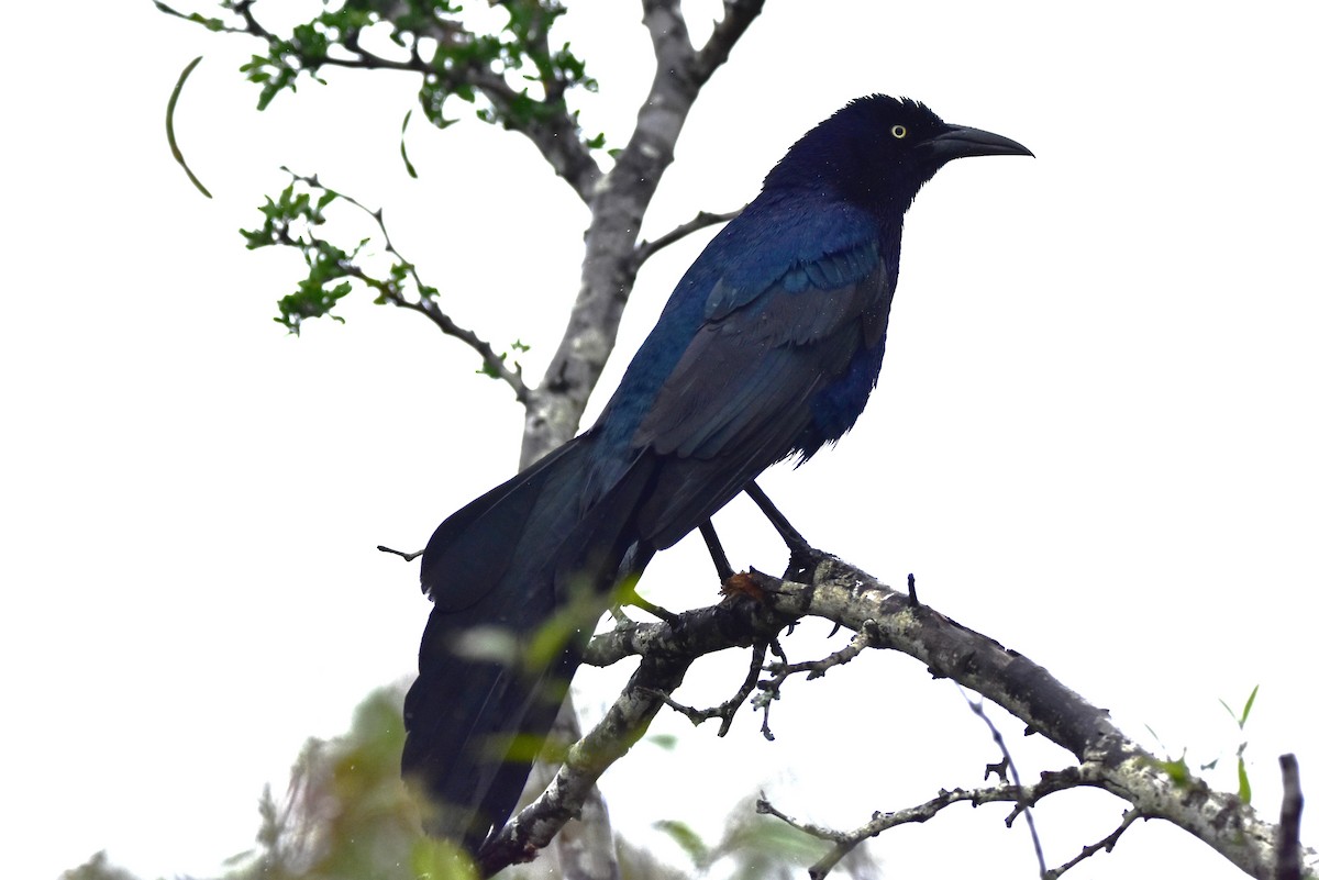 Great-tailed Grackle - ML617754354
