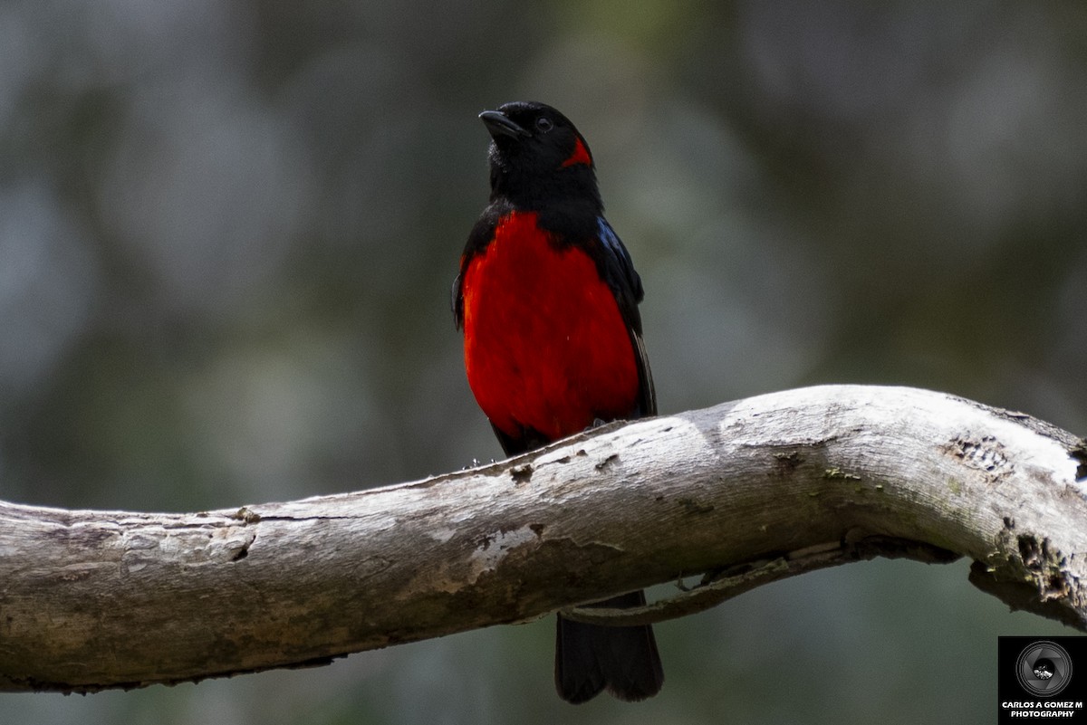 Scarlet-bellied Mountain Tanager - ML617754355