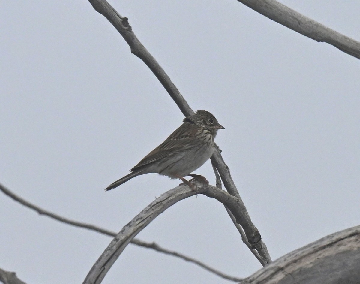 Vesper Sparrow - Keri Bowling