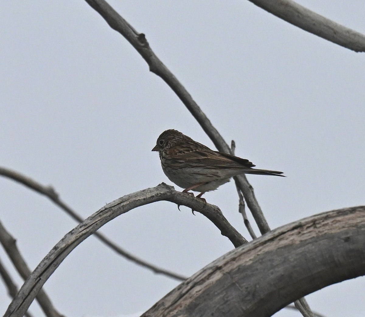 Vesper Sparrow - Keri Bowling
