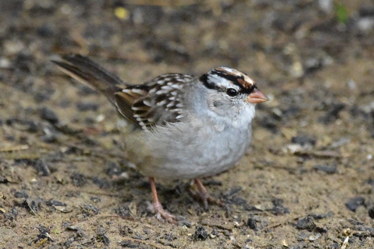 White-crowned Sparrow - Mandrake Sumners