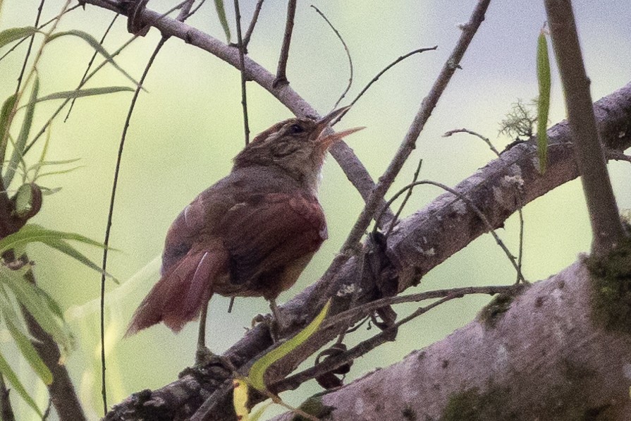 Line-cheeked Spinetail - ML617754460