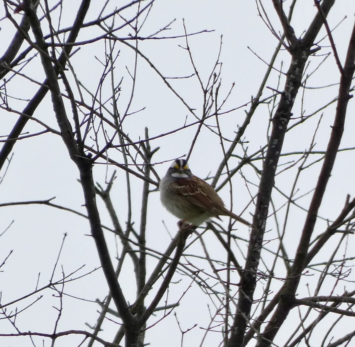 White-throated Sparrow - grace c