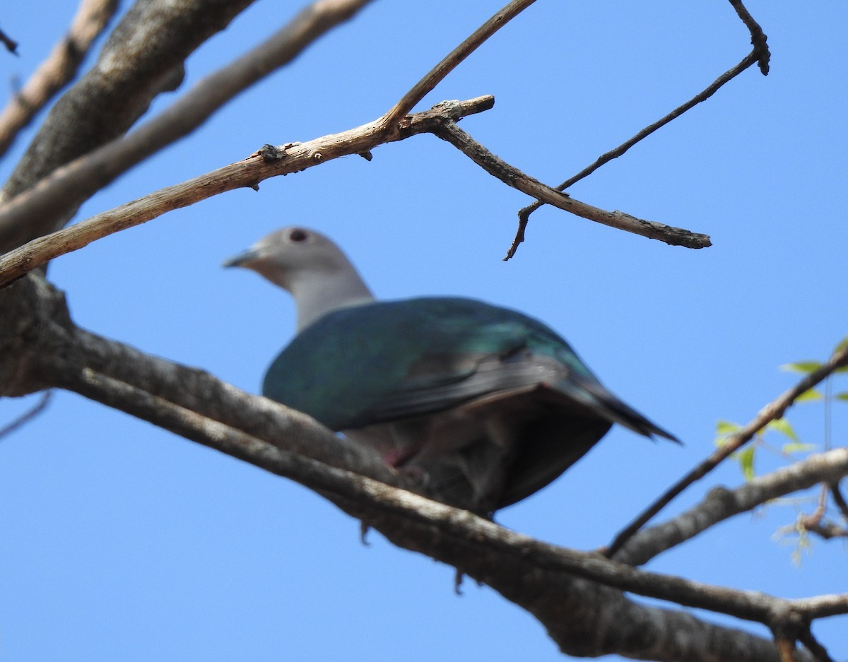 Green Imperial-Pigeon - Mehroon Wahab