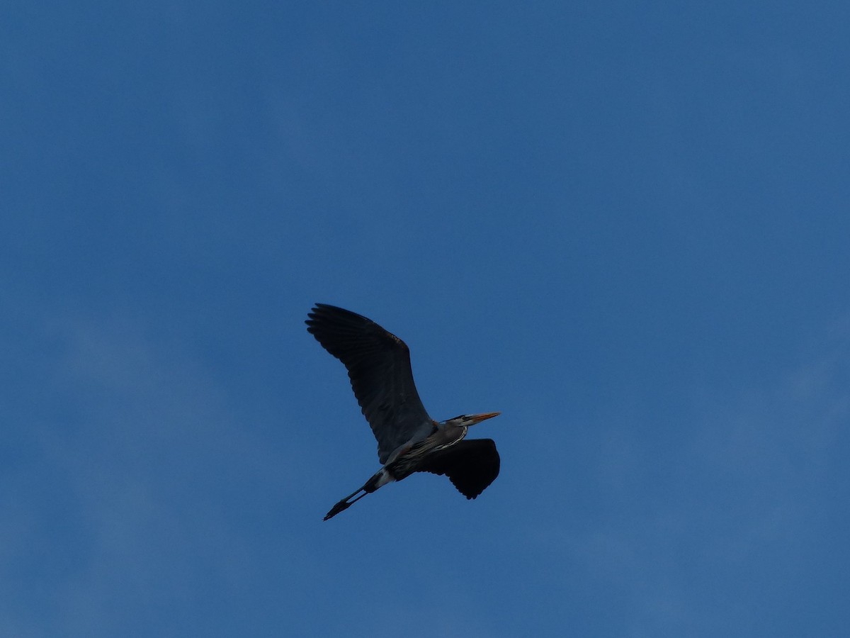 Great Blue Heron - Arthur Crison