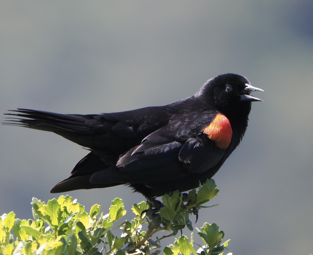 Red-winged Blackbird - ML617754533