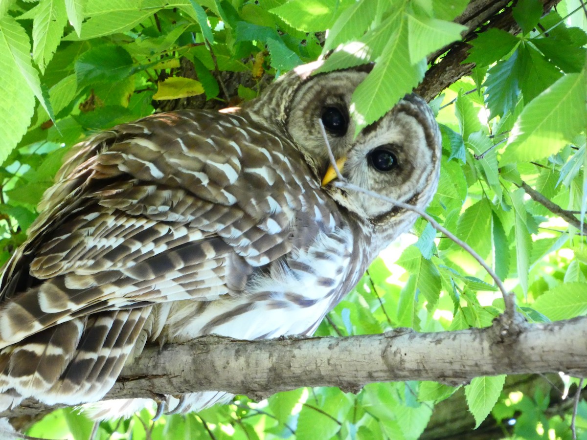 Barred Owl - Neita El-Arab