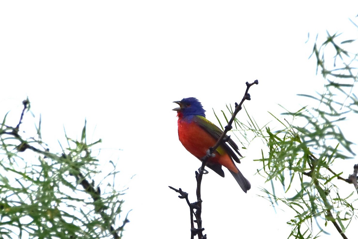 Painted Bunting - ML617754571