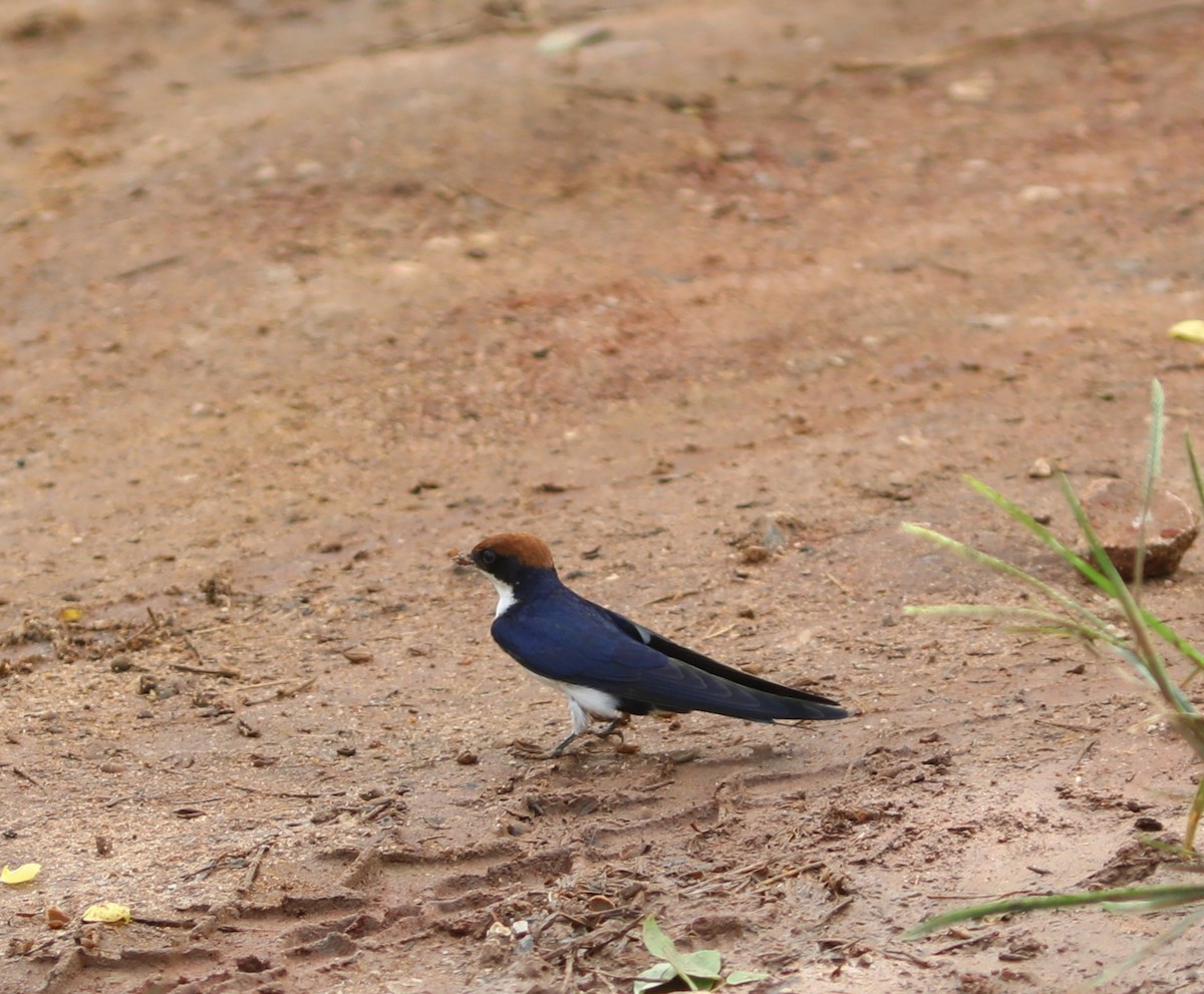 Wire-tailed Swallow - ML617754578