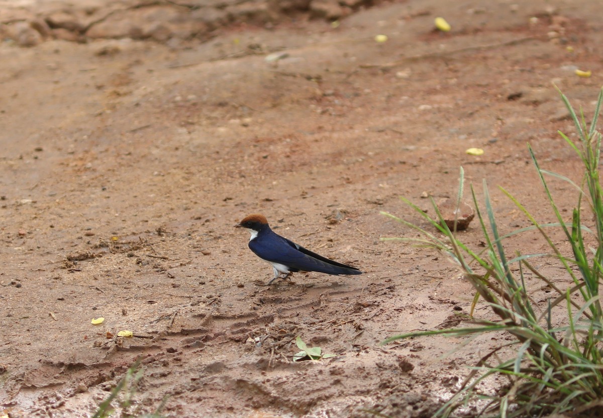Wire-tailed Swallow - ML617754579