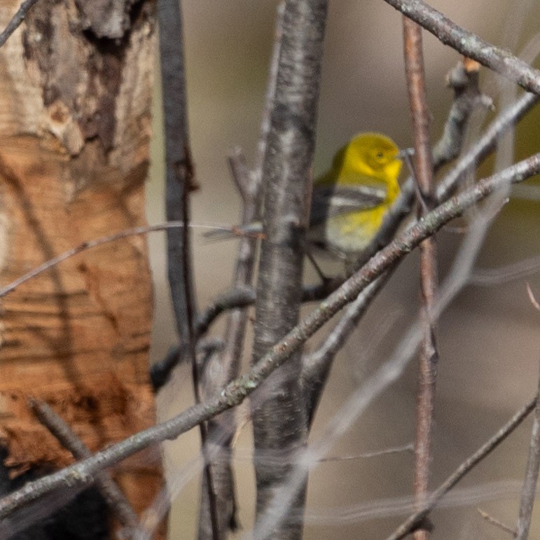 Pine Warbler - Thad Landwerlen