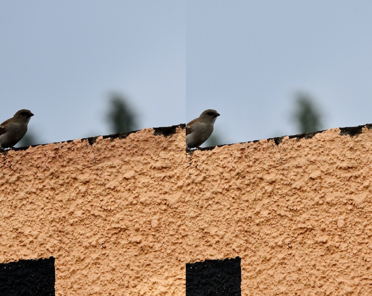 Northern Gray-headed Sparrow - ML617754610