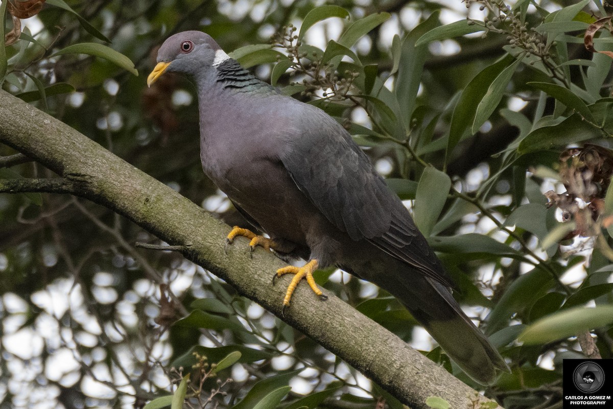 Band-tailed Pigeon - ML617754612