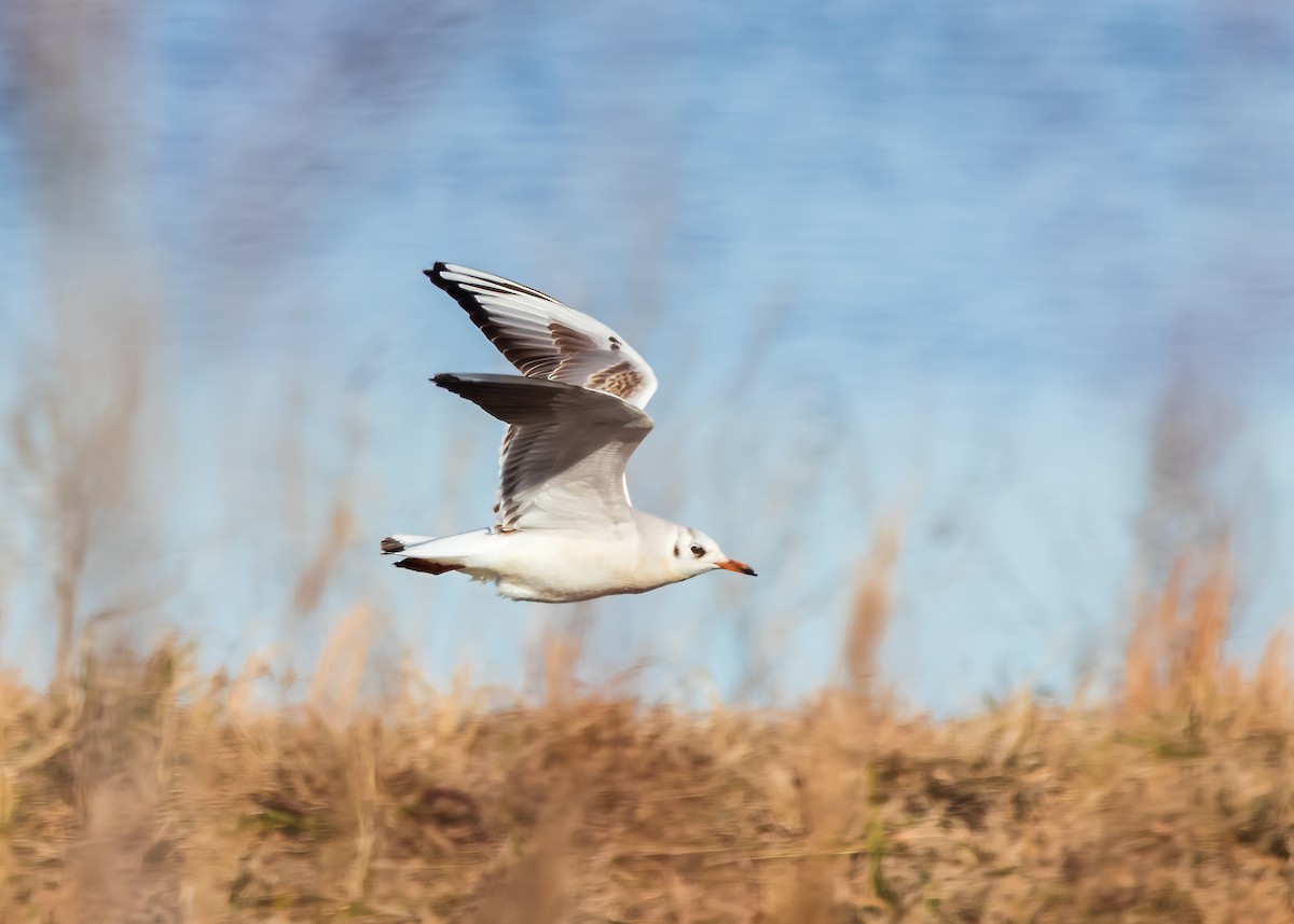 Mouette rieuse - ML617754644