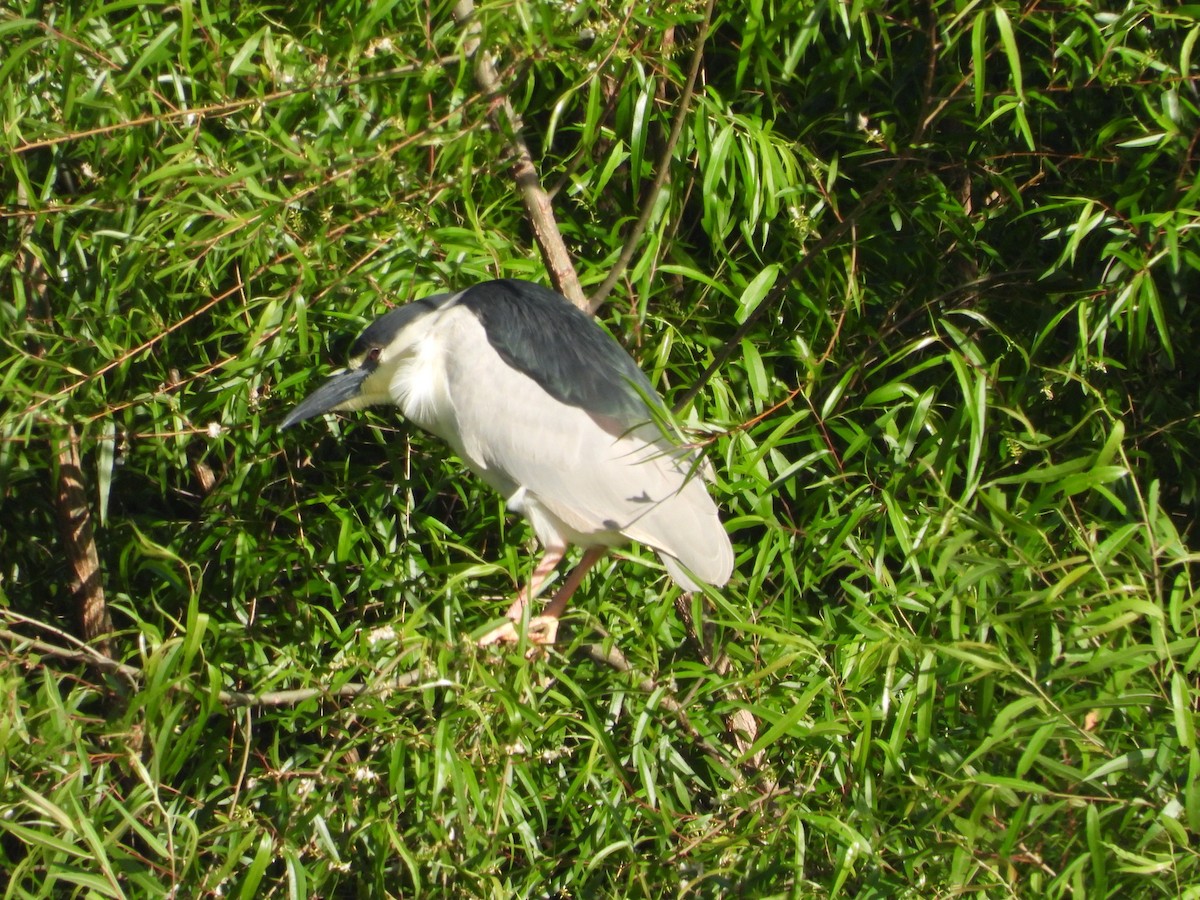 Black-crowned Night Heron - P Chappell