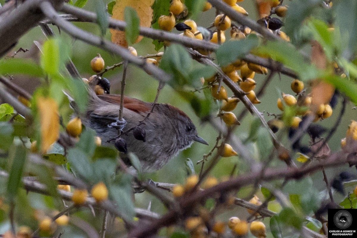 Silvery-throated Spinetail - Carlos Andrés Gómez Morales