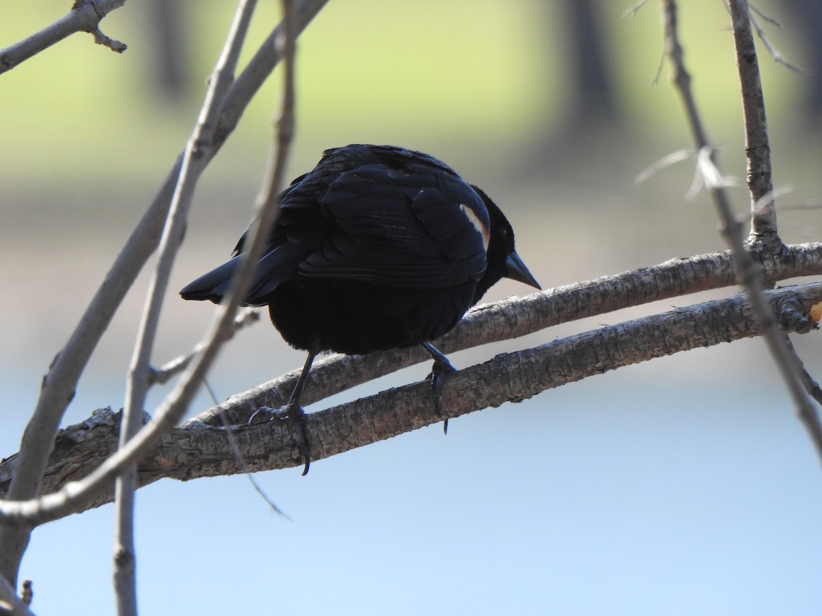 Red-winged Blackbird (Red-winged) - ML617754679