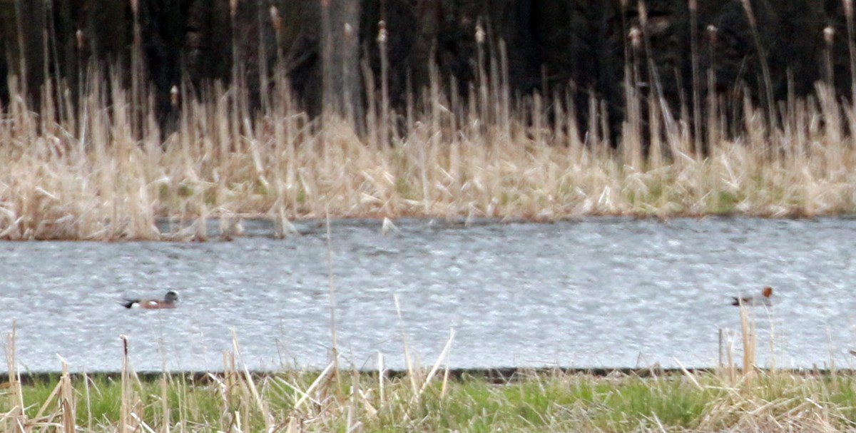 Eurasian Wigeon - ML617754713