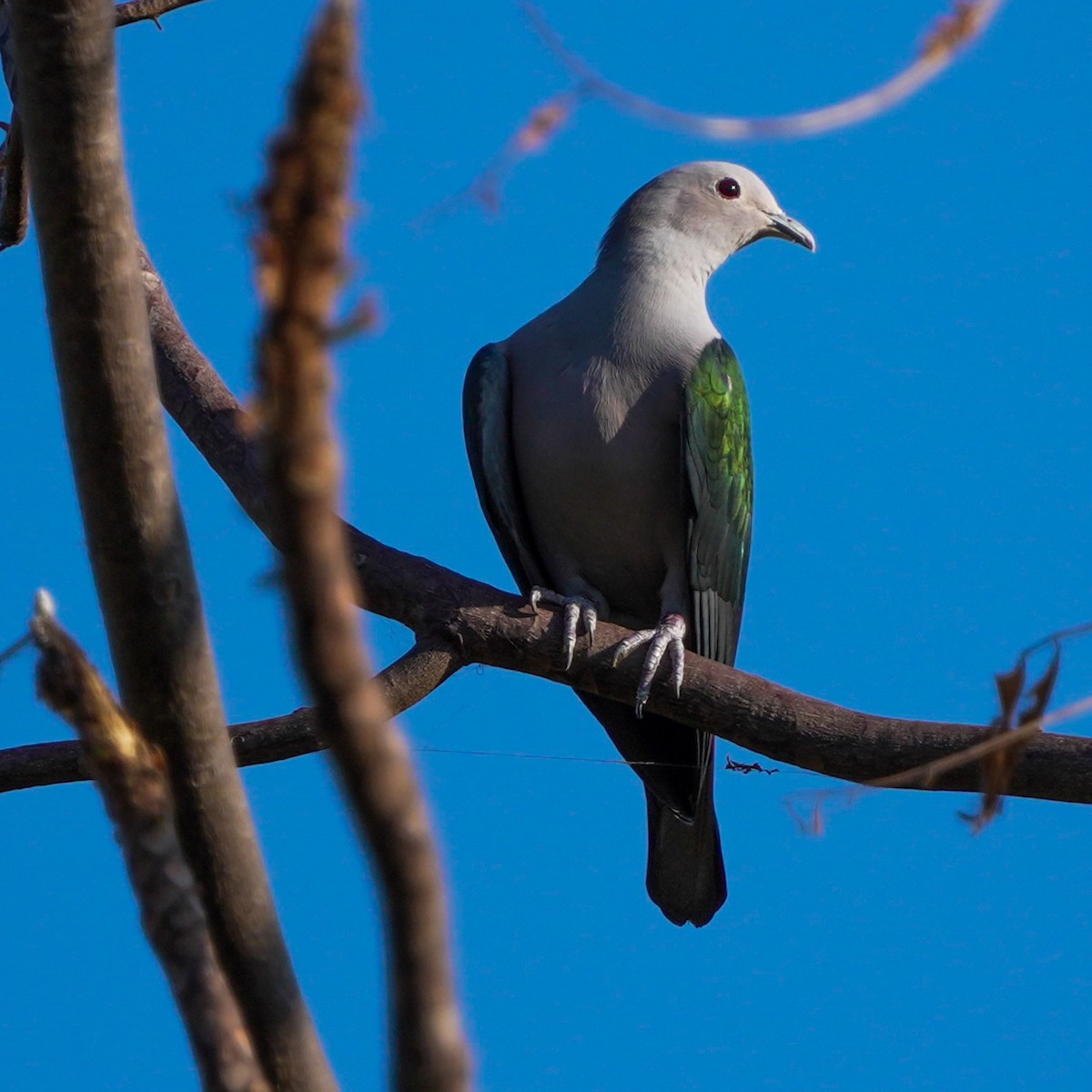 Green Imperial-Pigeon - TJ Byrd