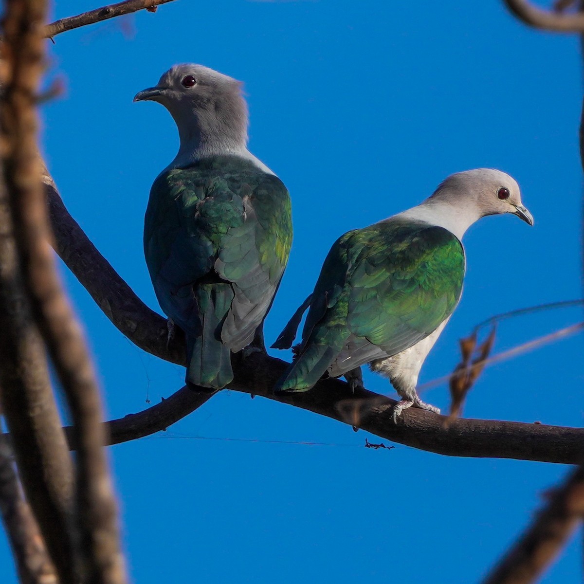 Green Imperial-Pigeon - ML617754843