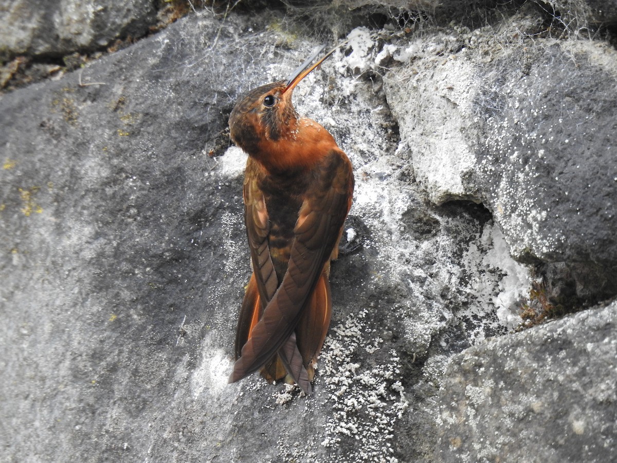 kolibřík duhovohřbetý - ML617754908
