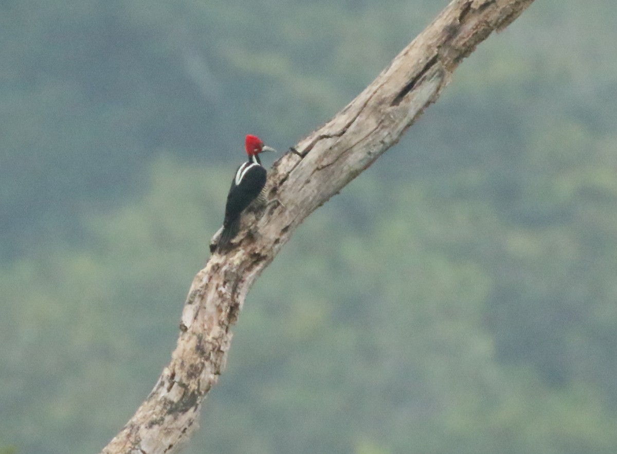 Crimson-crested Woodpecker - ML617754909