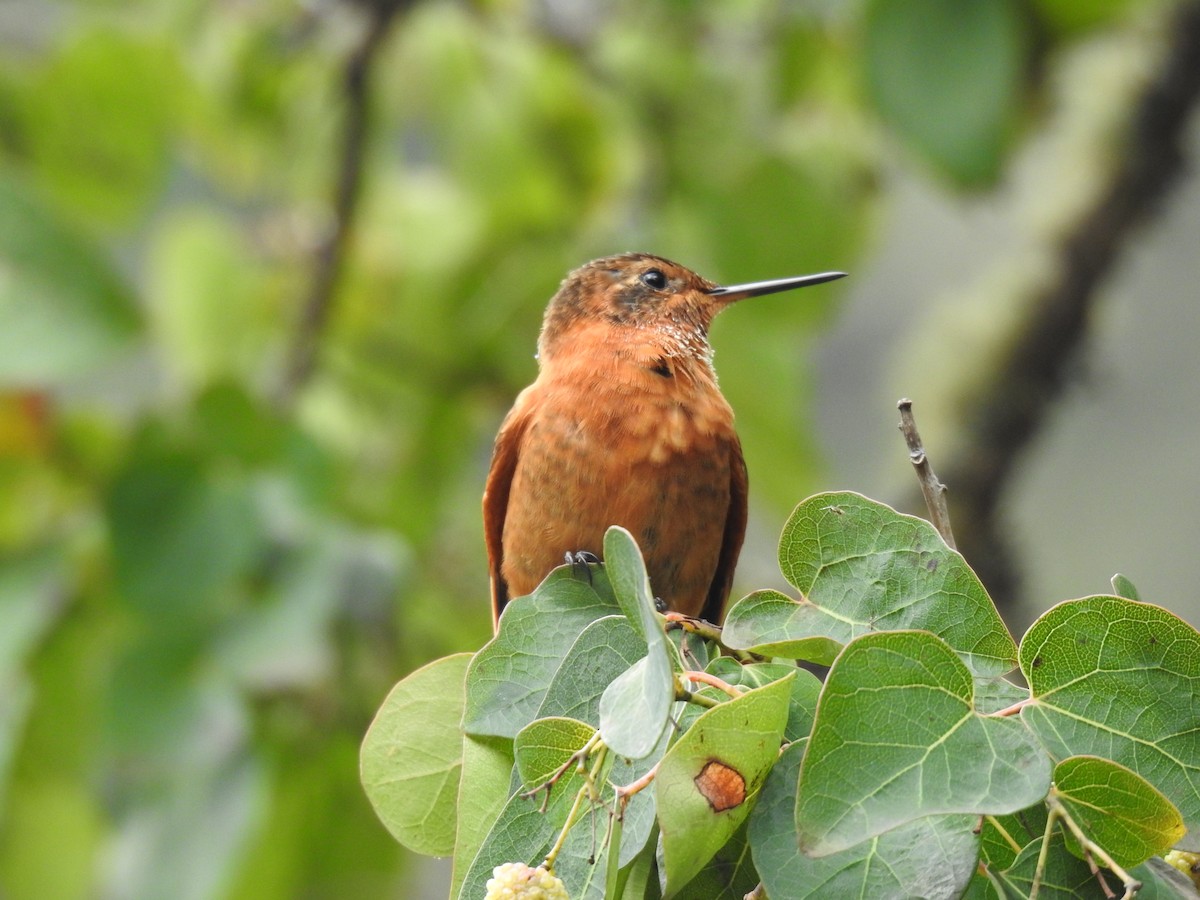 kolibřík duhovohřbetý - ML617754912
