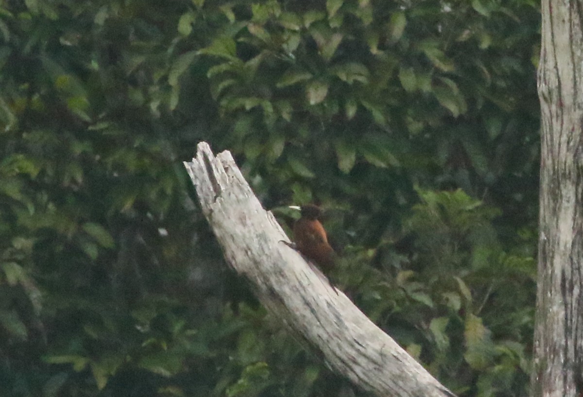 Chestnut Woodpecker - ML617754916