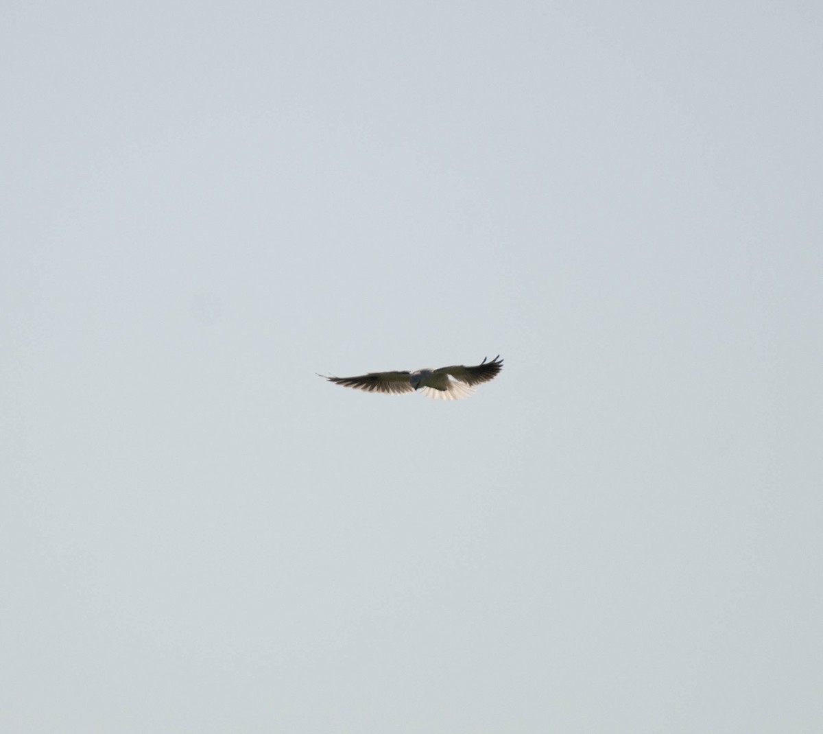 Black-shouldered Kite - ML617754925